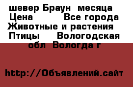 шевер Браун 2месяца › Цена ­ 200 - Все города Животные и растения » Птицы   . Вологодская обл.,Вологда г.